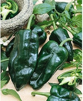 Green Ancho Poblano Seeds for Planting - 100 pcs
